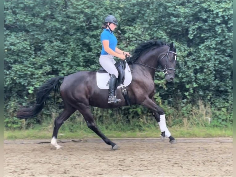 Caballo alemán Yegua 3 años 164 cm Negro in Verden (Aller)