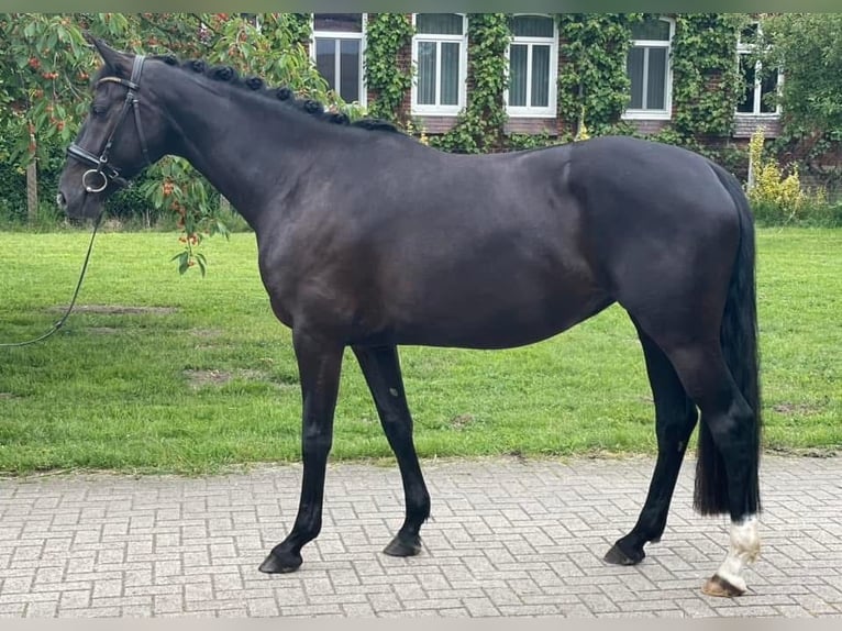 Caballo alemán Yegua 3 años 164 cm Negro in Verden (Aller)