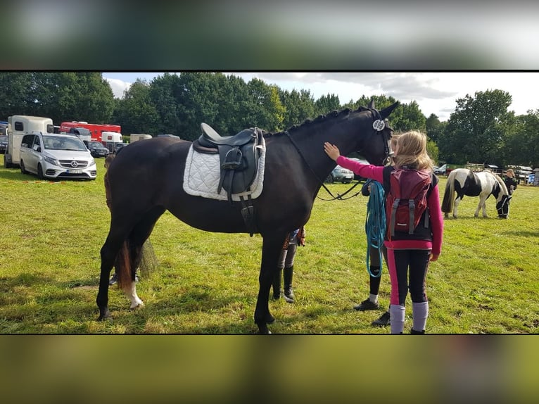 Caballo alemán Yegua 3 años 164 cm Negro in Verden (Aller)