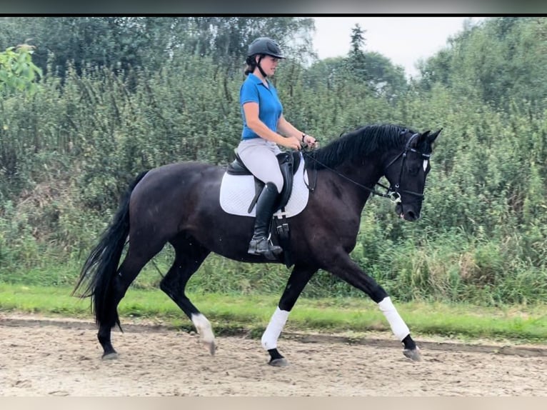 Caballo alemán Yegua 3 años 164 cm Negro in Verden (Aller)