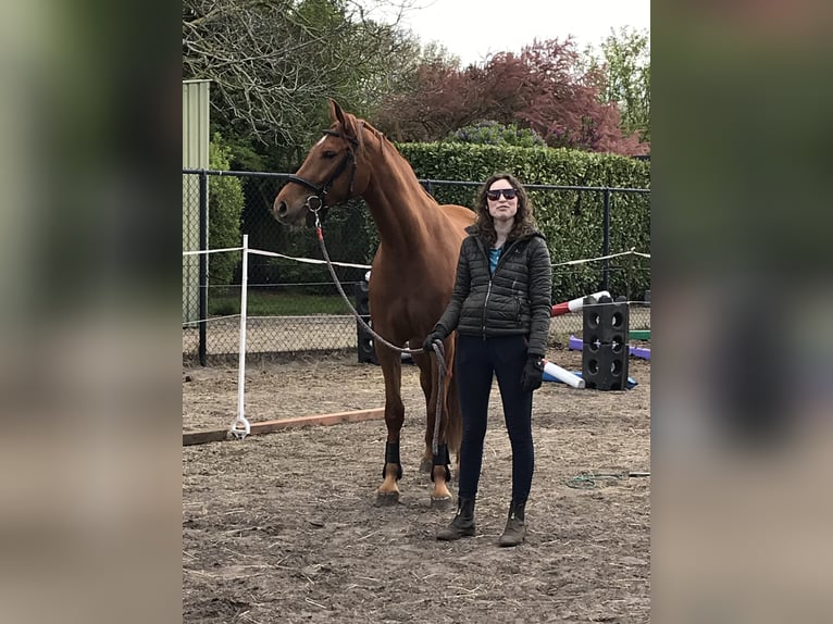 Caballo alemán Yegua 3 años 165 cm Alazán in St. Willebrord