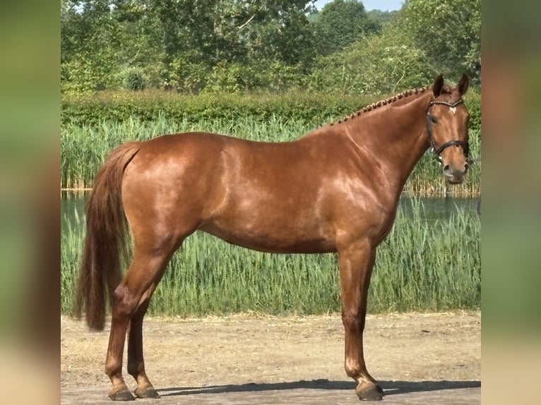 Caballo alemán Yegua 3 años 165 cm Alazán in St. Willebrord