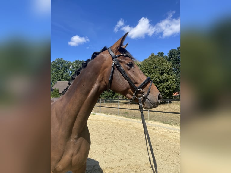 Caballo alemán Yegua 3 años 166 cm Castaño oscuro in Rheine