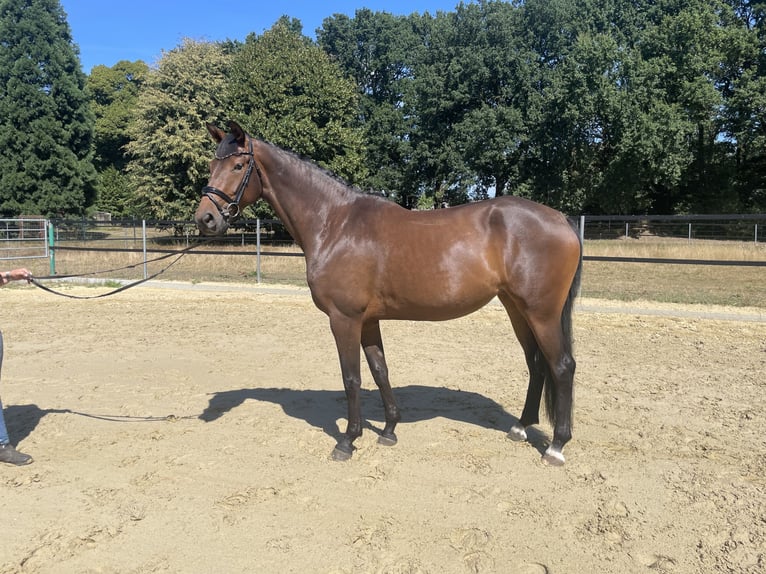 Caballo alemán Yegua 3 años 166 cm Castaño oscuro in Rheine