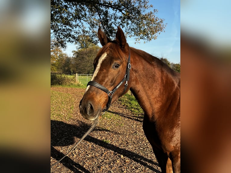 Caballo alemán Yegua 3 años 168 cm Alazán in Lienen