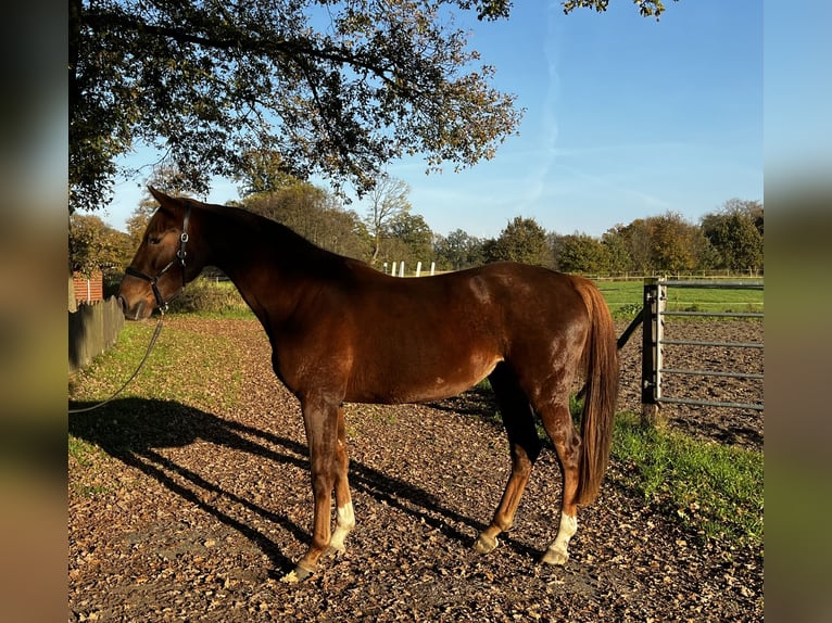 Caballo alemán Yegua 3 años 168 cm Alazán in Lienen