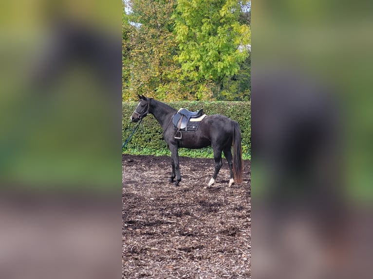 Caballo alemán Yegua 3 años 168 cm Castaño oscuro in Eschwege