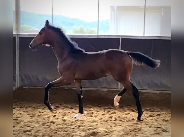 Caballo alemán Yegua 3 años 170 cm Castaño in Gevelsberg