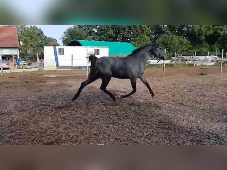 Caballo alemán Yegua 3 años 170 cm Tordo in Allersberg