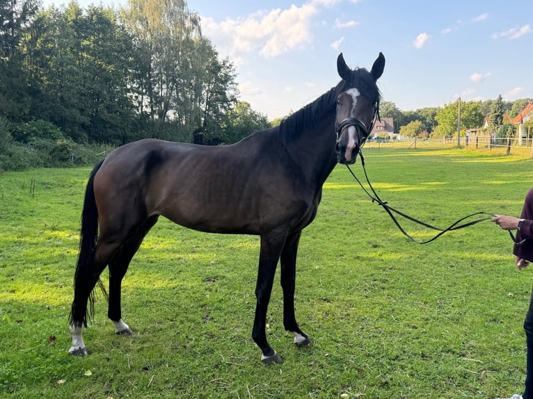 Caballo alemán Yegua 3 años 175 cm Castaño oscuro in Walsrode