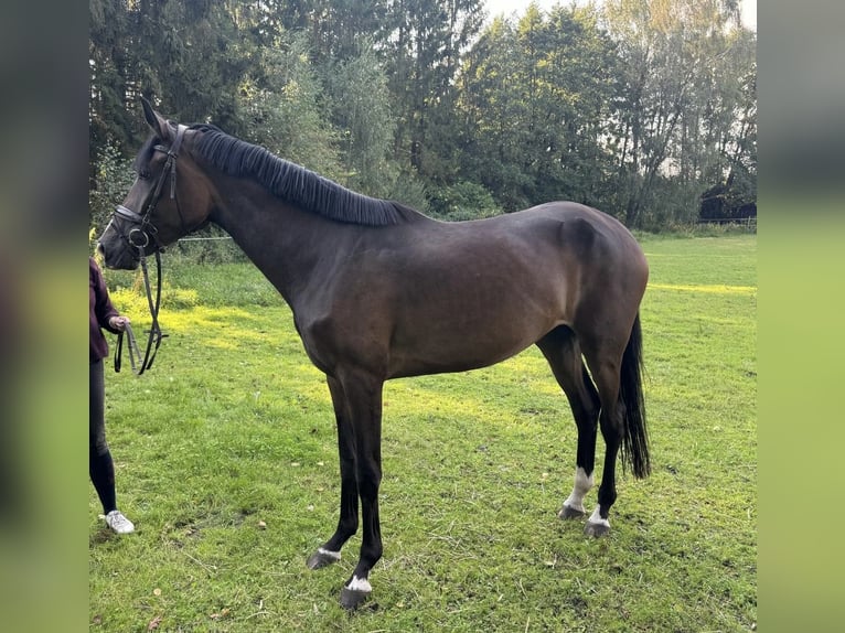 Caballo alemán Yegua 3 años 175 cm Castaño oscuro in Walsrode