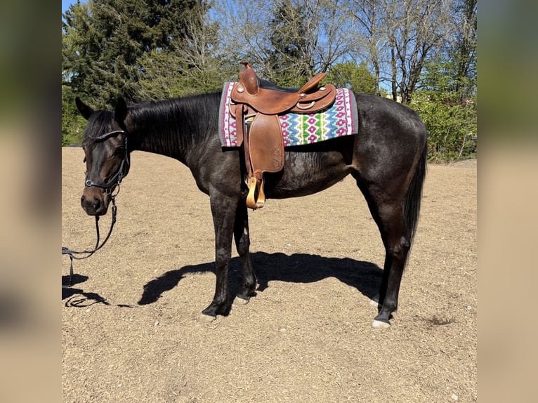 Caballo alemán Yegua 4 años 155 cm Castaño oscuro in Mehren