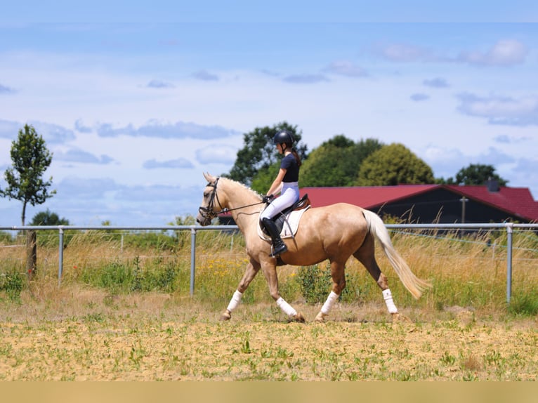 Caballo alemán Yegua 4 años 155 cm Palomino in Schauenburg