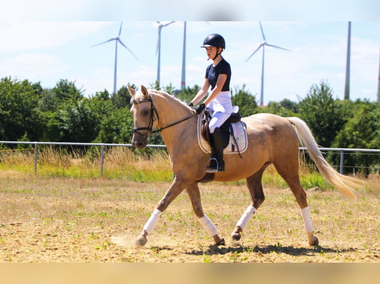 Caballo alemán Yegua 4 años 155 cm Palomino in Schauenburg