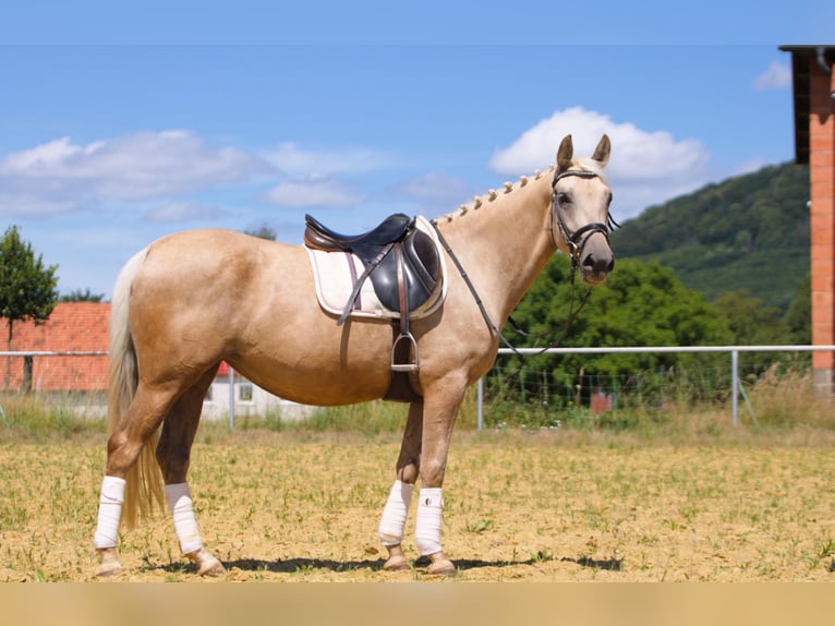 Caballo alemán Yegua 4 años 155 cm Palomino in Schauenburg