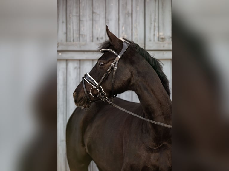 Caballo alemán Yegua 4 años 157 cm Morcillo in Priestewitz