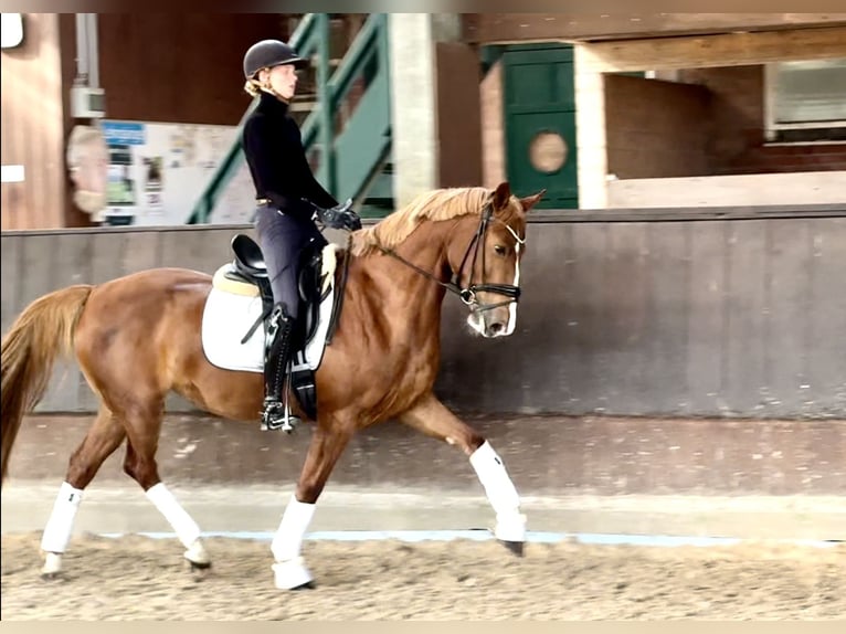 Caballo alemán Yegua 4 años 158 cm Alazán in Greven