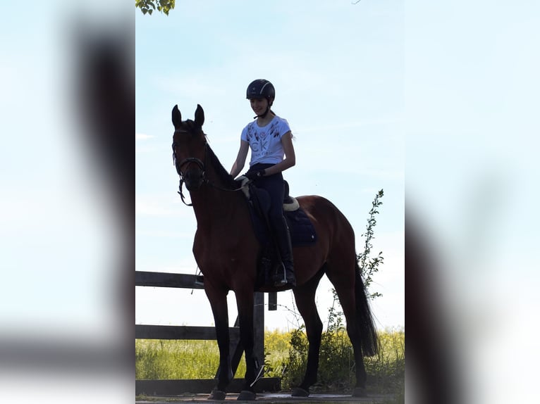 Caballo alemán Yegua 4 años 158 cm Castaño claro in R&#xE4;tzlingen