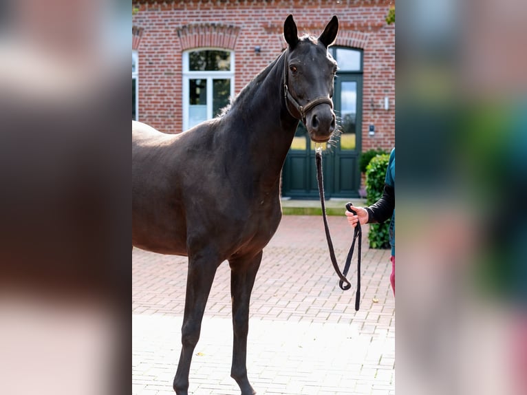 Caballo alemán Yegua 4 años 158 cm Negro in Löningen