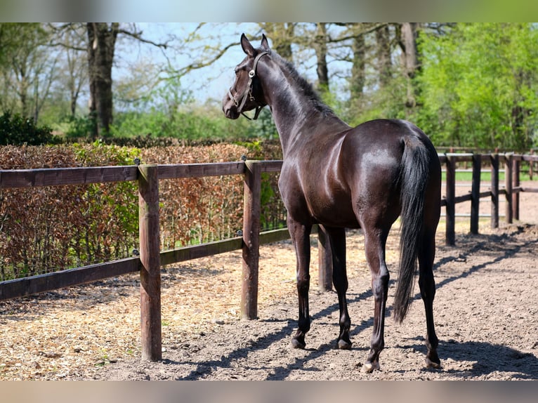 Caballo alemán Yegua 4 años 158 cm Negro in Löningen