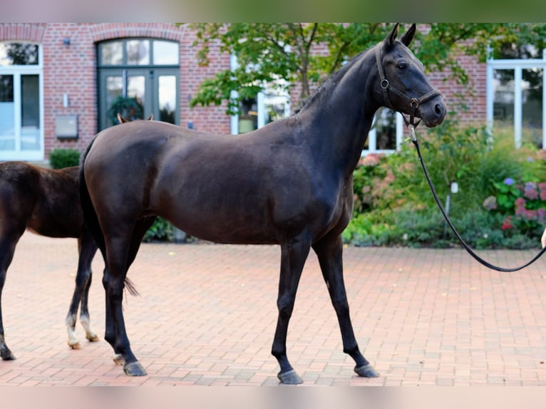 Caballo alemán Yegua 4 años 158 cm Negro in Löningen