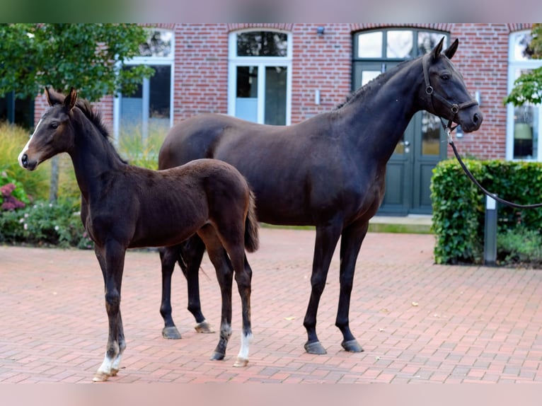 Caballo alemán Yegua 4 años 158 cm Negro in Löningen