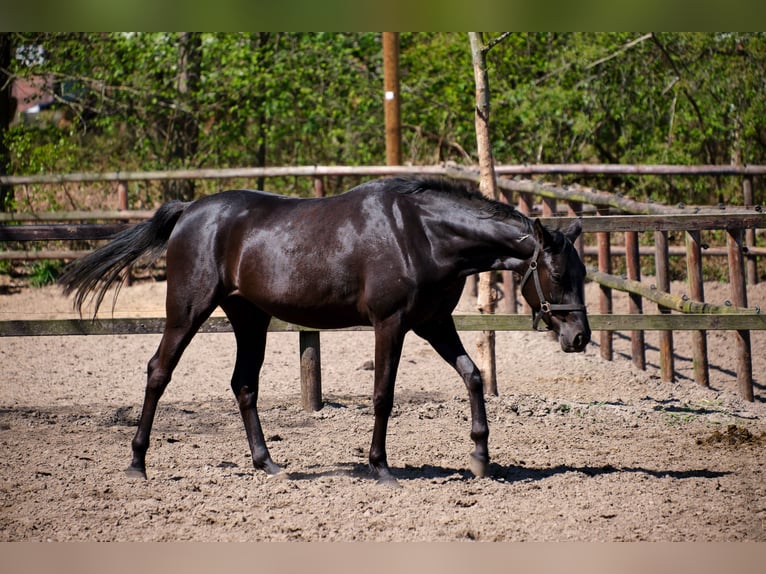 Caballo alemán Yegua 4 años 158 cm Negro in Löningen