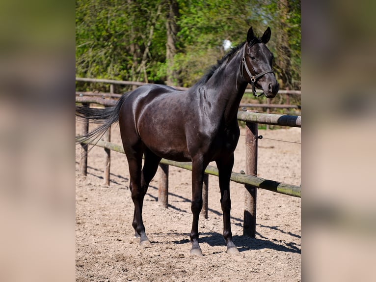 Caballo alemán Yegua 4 años 158 cm Negro in Löningen