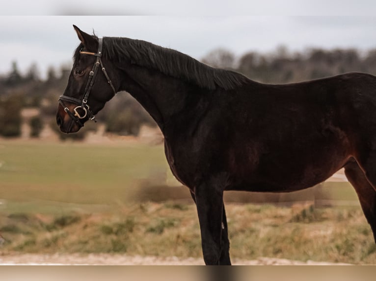 Caballo alemán Yegua 4 años 160 cm Castaño oscuro in Crailsheim