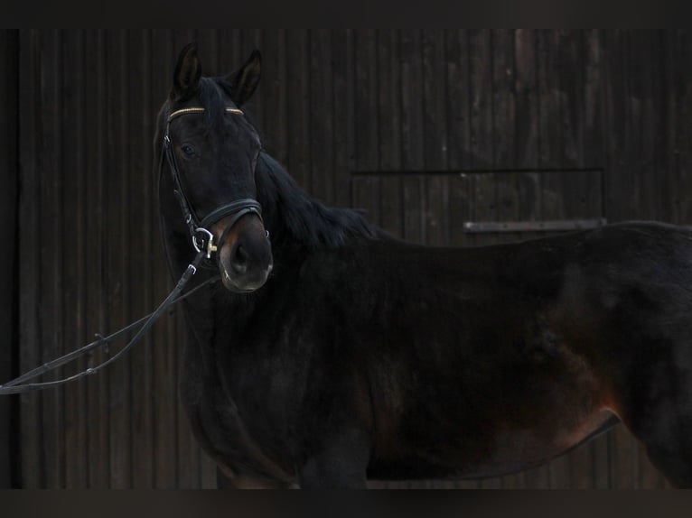 Caballo alemán Yegua 4 años 160 cm Castaño oscuro in Crailsheim