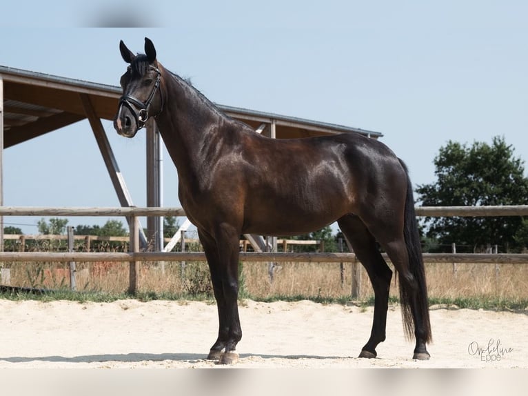 Caballo alemán Yegua 4 años 160 cm Morcillo in La Génétouze