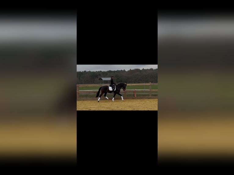 Caballo alemán Yegua 4 años 160 cm Negro in Hünxe