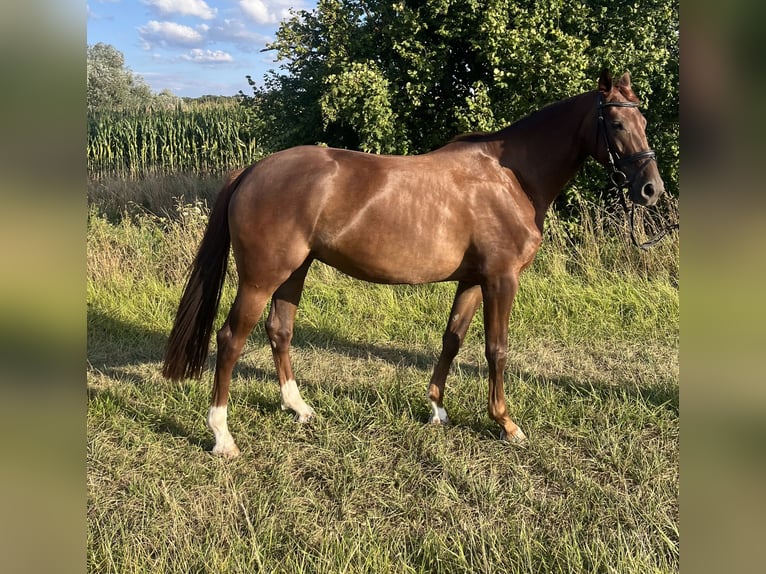 Caballo alemán Yegua 4 años 163 cm Alazán-tostado in Havixbeck