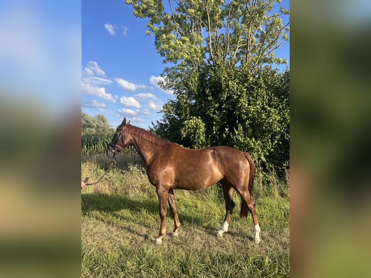 Caballo alemán Yegua 4 años 163 cm Alazán-tostado in Havixbeck