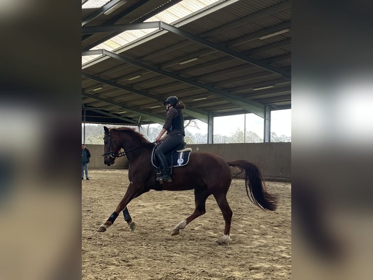 Caballo alemán Yegua 4 años 163 cm Alazán-tostado in Havixbeck