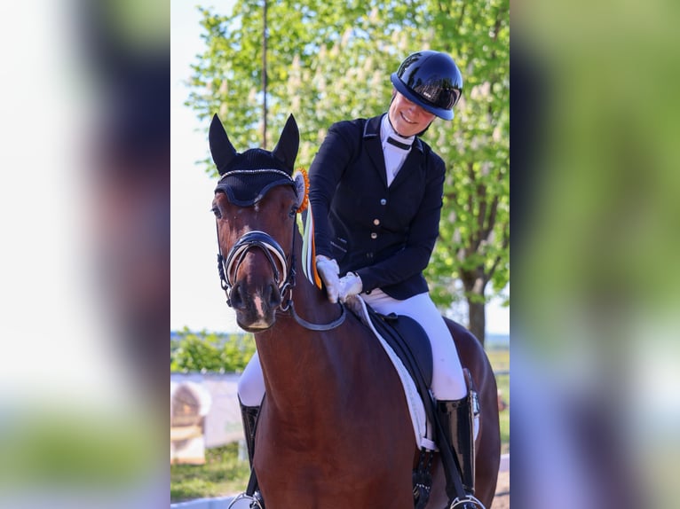 Caballo alemán Yegua 4 años 163 cm Castaño in Ladenburg