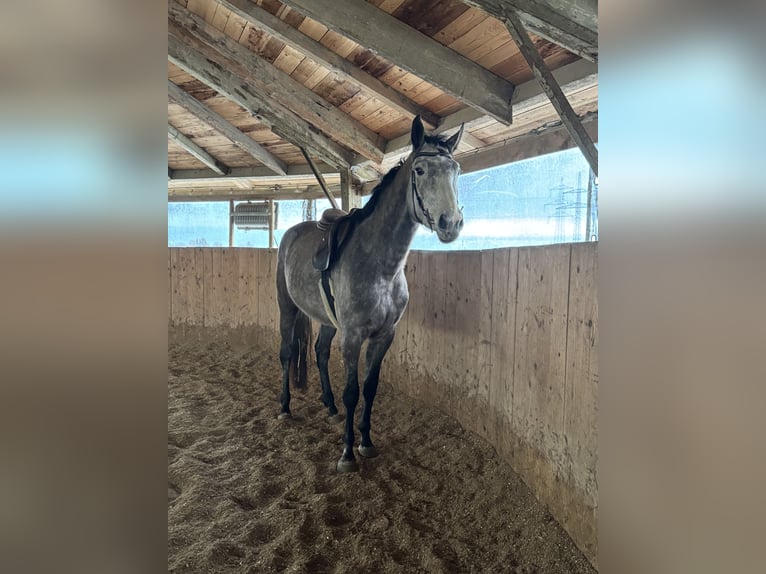 Caballo alemán Yegua 4 años 163 cm Tordo in Schiedlberg