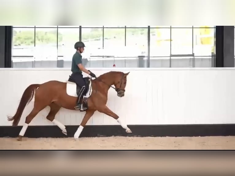 Caballo alemán Yegua 4 años 164 cm Alazán in Zolling