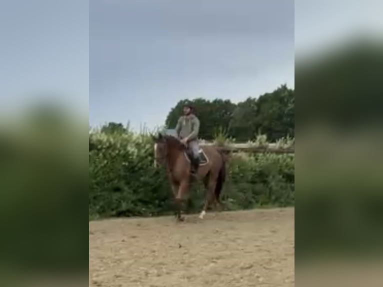 Caballo alemán Yegua 4 años 164 cm Alazán in Euskirchen