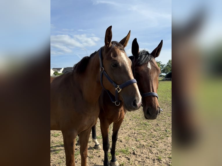 Caballo alemán Yegua 4 años 164 cm Alazán in Euskirchen