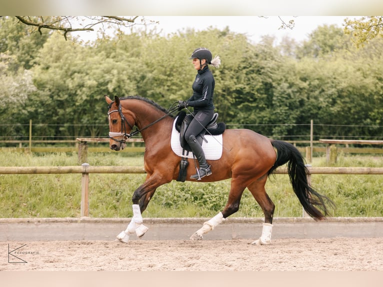 Caballo alemán Yegua 4 años 164 cm Castaño in Meerbusch
