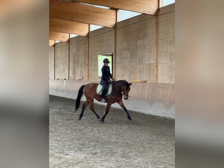 Caballo alemán Yegua 4 años 164 cm Castaño claro in Horst