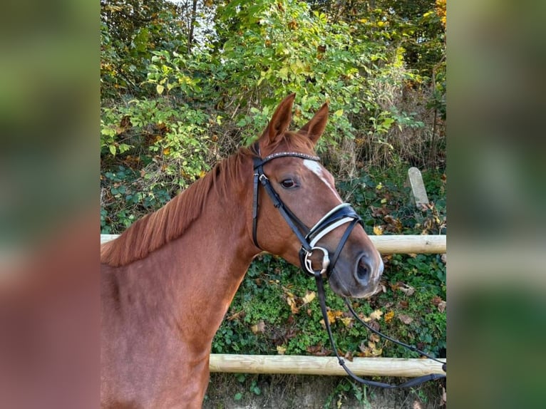 Caballo alemán Yegua 4 años 165 cm Alazán in Eurasburg