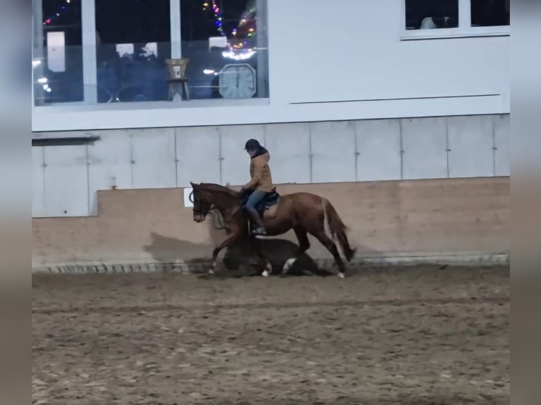 Caballo alemán Yegua 4 años 165 cm Alazán in Berg