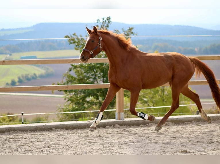 Caballo alemán Yegua 4 años 165 cm Alazán in Uhlstädt-Kirchhasel