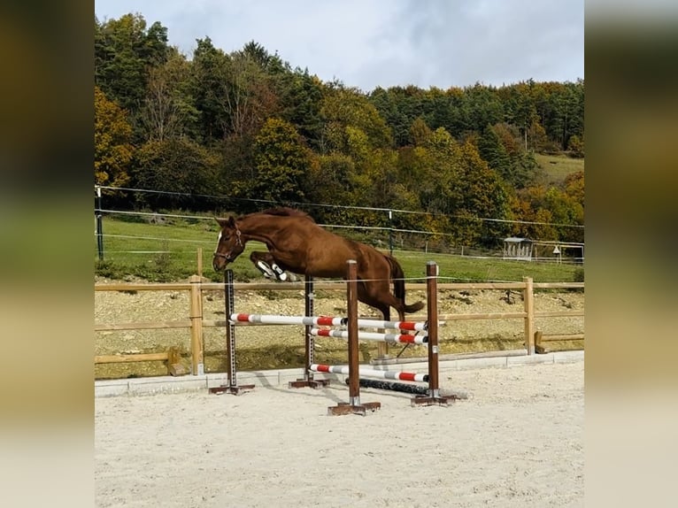 Caballo alemán Yegua 4 años 165 cm Alazán in Uhlstädt-Kirchhasel