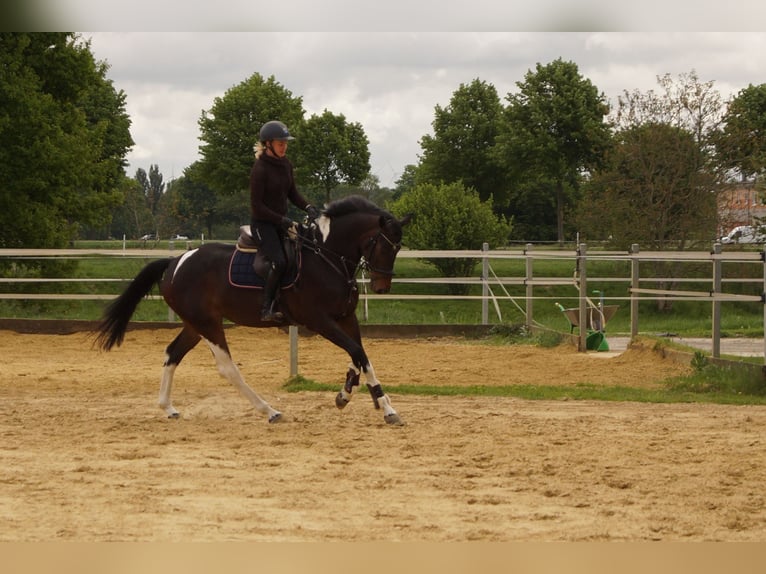 Caballo alemán Yegua 4 años 165 cm Pío in Salzkotten