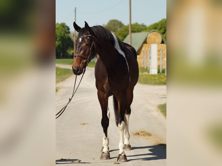 Caballo alemán Yegua 4 años 165 cm Pío in Salzkotten