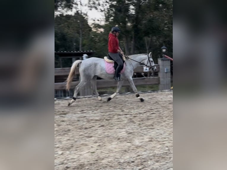 Caballo alemán Yegua 4 años 165 cm Tordo in Hainichen