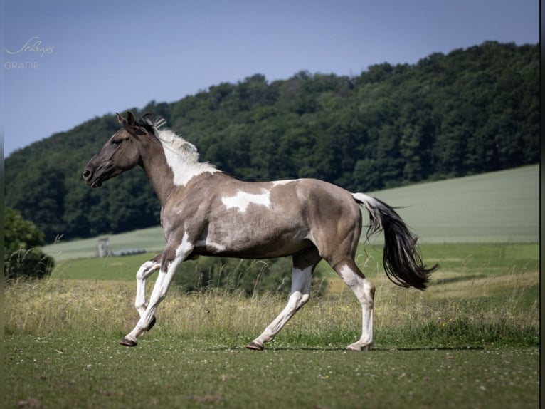 Caballo alemán Yegua 4 años 166 cm Grullo in Bad Wildungen